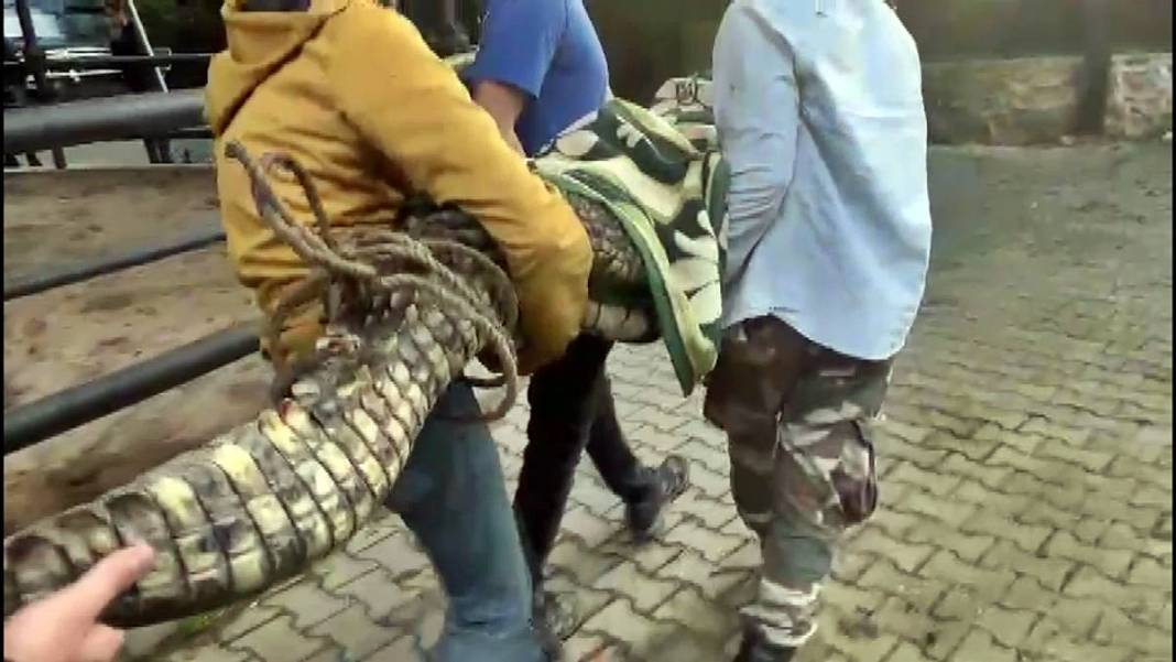 Eve baskın yapan polis Nil timsahı ve anakonda yılanla karşılaştı! Hayrete düşüren anlar 11